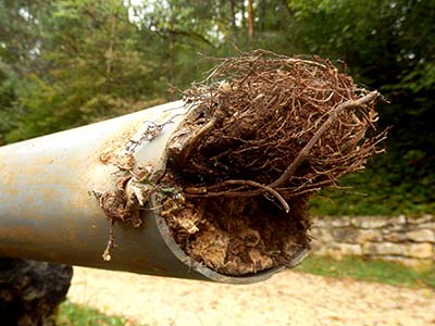 broken pipe by tree roots